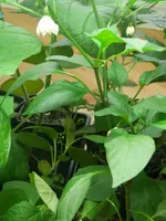 P4260585.webp