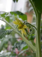 P4260587.webp