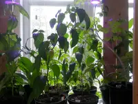 P4260591.webp