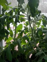 P4260594.webp