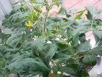 P4260595.webp