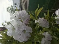 949E64B6-BA09-4045-9DF2-ACA839EC8313.webp
