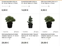 kiefer bonsai.webp