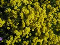 IMG_6050.webp