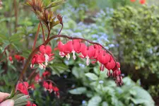 Gartenzeit 5.jpg