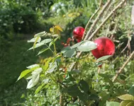 Gartenzeit 9.jpg