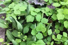 Gartenzeit 10.jpg