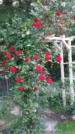 rose links.webp