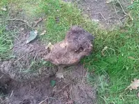 Rosenwurzel.webp