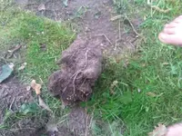 Rosenwurzel1.webp