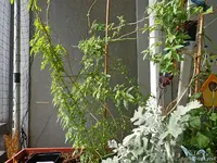 c009.webp