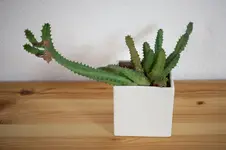 2018-04-27-212755-sukkulenten.webp