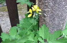 2C.webp