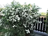 DSC03840.webp