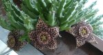 Stapelia.JPG