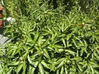 BILD9300.webp