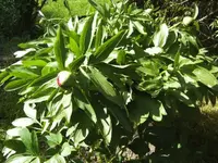 BILD9306.webp