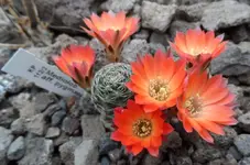 SAM_9555.webp