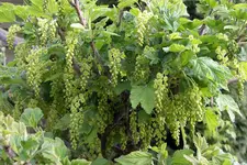 IMGP2299.webp