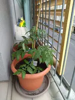 IMG_20180428_181245.webp