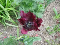 IMG_6062.jpg