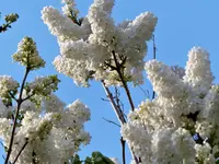 image003.webp