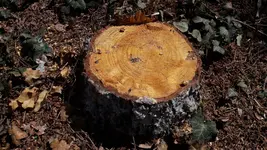 1524996562397558679512.webp 1524996562397558679512.webp