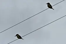IMG_7611 v.jpg