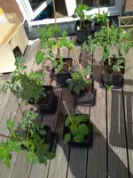 IMG_20180429_131840.webp