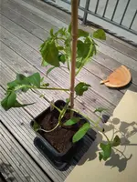 IMG_20180429_132625.webp