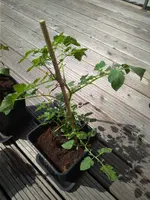 IMG_20180429_132632.webp