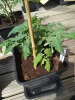 IMG_20180429_132650.webp