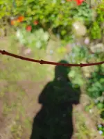 20180429_133031.webp