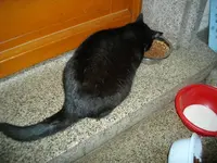 IMGP6096.webp