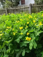 IMG_20180430_141102547.webp