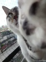 c017.webp