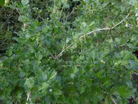 P1020363Stachelbeere.webp