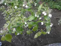 P1020362Blaubeere.webp