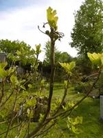 P1020361Feigenbaum.jpg