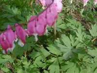 P1020358T.Herz.webp