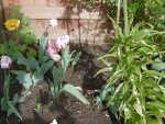P1020357Tulpen.jpg