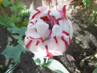 P1020356Tulpen.jpg