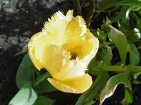 P1020355Tulpen.jpg
