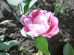 P1020354Tulpen.jpg