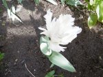 P1020353Tulpen.jpg
