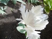 P1020352Tulpen.webp