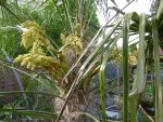 P1020360W-Hanfpalme.jpg