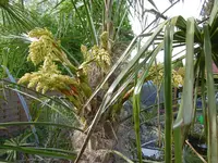P1020360W-Hanfpalme.webp