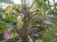 P1020359M-Hanfpalme.webp
