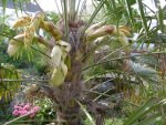 P1020359M-Hanfpalme.jpg